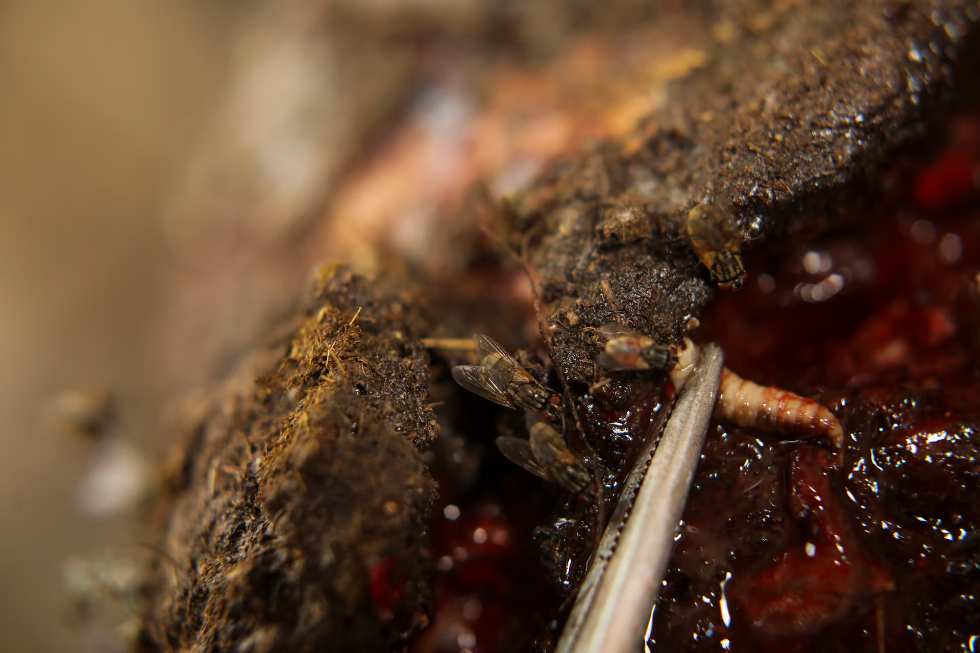 Gusano barrenador: hasta que cobró una vida